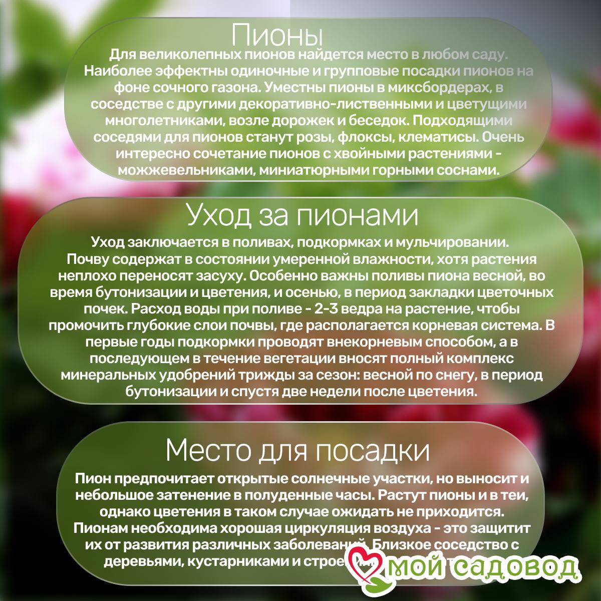 Комплект Пионов - Эксклюзив!